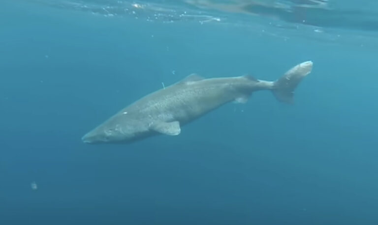 Greenland Shark That Lives 500 Years Provides Insight to Extending Human Lifespan